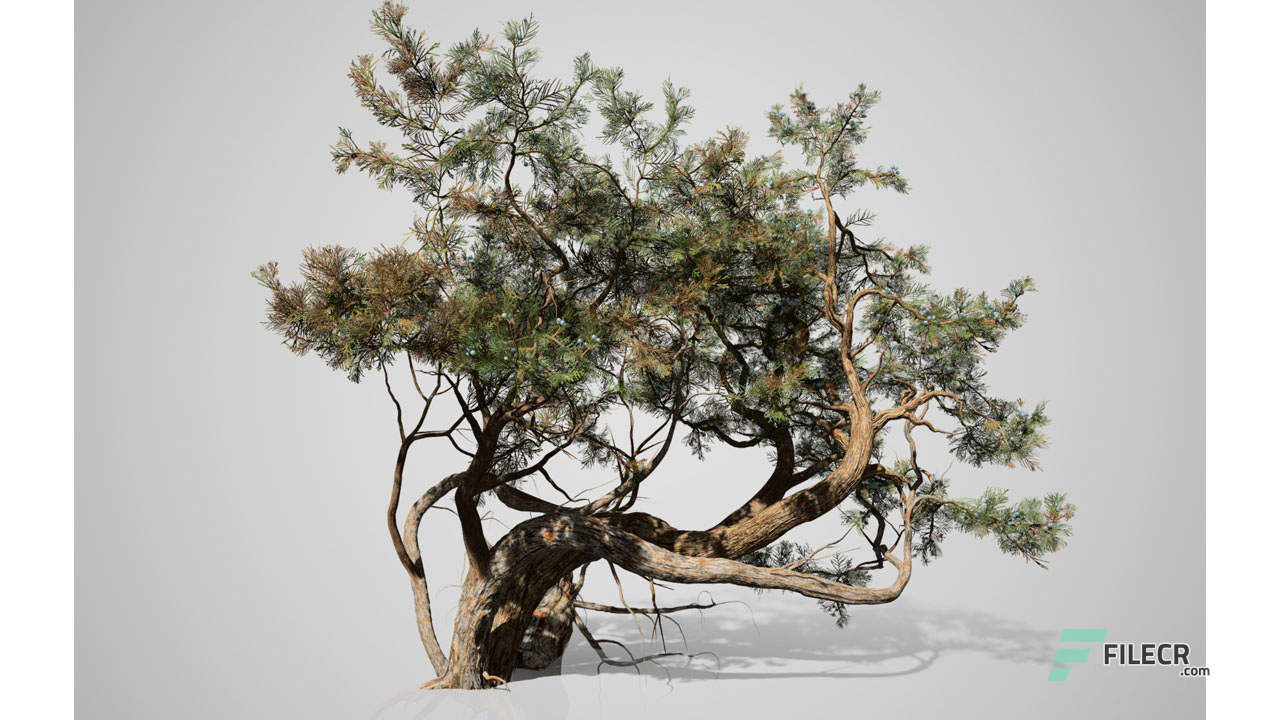 Scr7_SpeedTree-Cinema_free-download